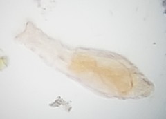 Otostephanos auriculatus
