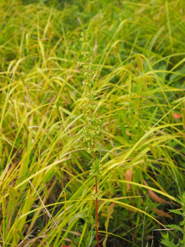 Наблюдение на iNaturalist