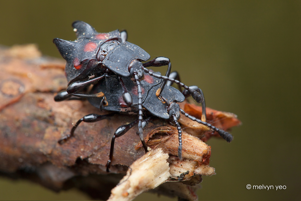 Amphisternus vomeratus