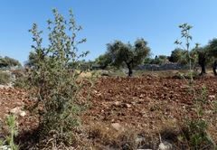 Cirsium phyllocephalum