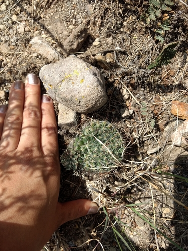 Image of Mammillaria crinita by (c) Diana Fuentes, some rights reserved (CC BY-SA)