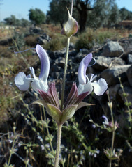 Salvia palaestina