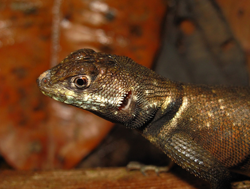 Peters' Lava Lizard