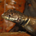 Peters' Lava Lizard - Photo (c) Pedro Ivo, some rights reserved (CC BY-NC), uploaded by Pedro Ivo