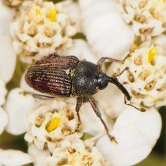 Odontocorynus umbellae