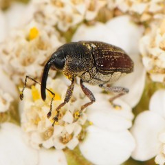 Odontocorynus umbellae