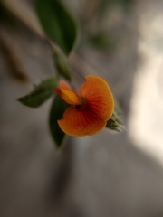 Zornia diphylla