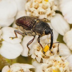 Odontocorynus umbellae