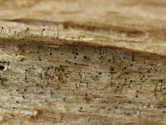 Chaenotheca brunneola