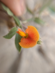 Zornia diphylla