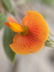 Zornia diphylla