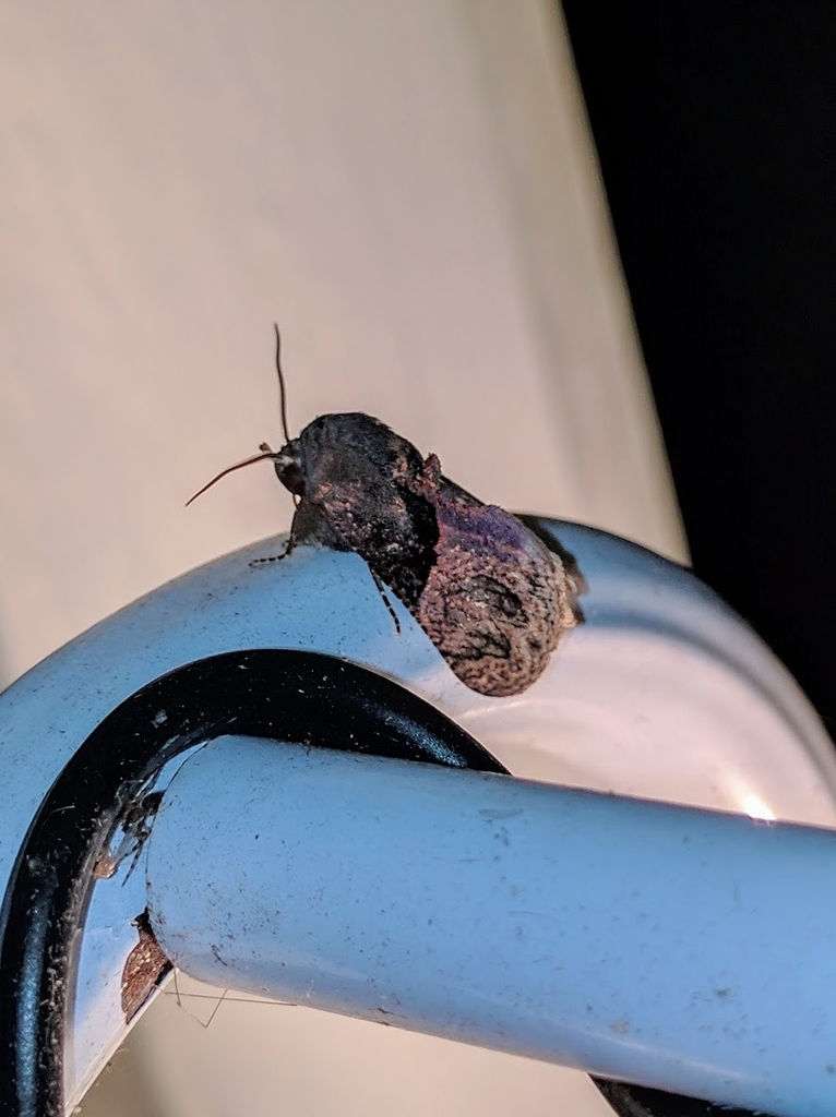Batracharta lempkei