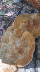 Bondarzewiaceae