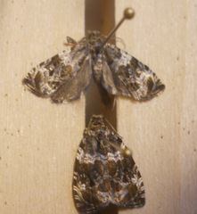 Olethreutes valdanum
