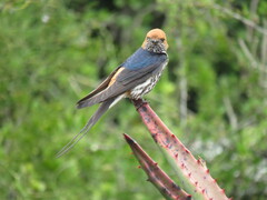 Lesser Striped Swallow photo 3