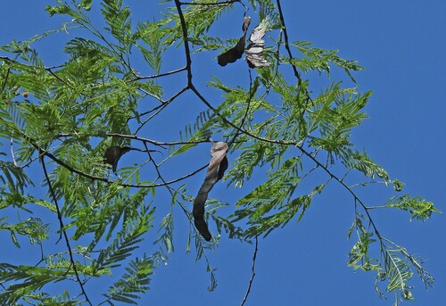 Image of Anadenanthera colubrina by no rights reserved
