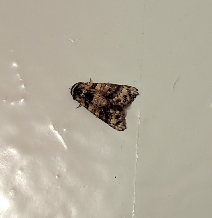 Chlumetia brevisigna