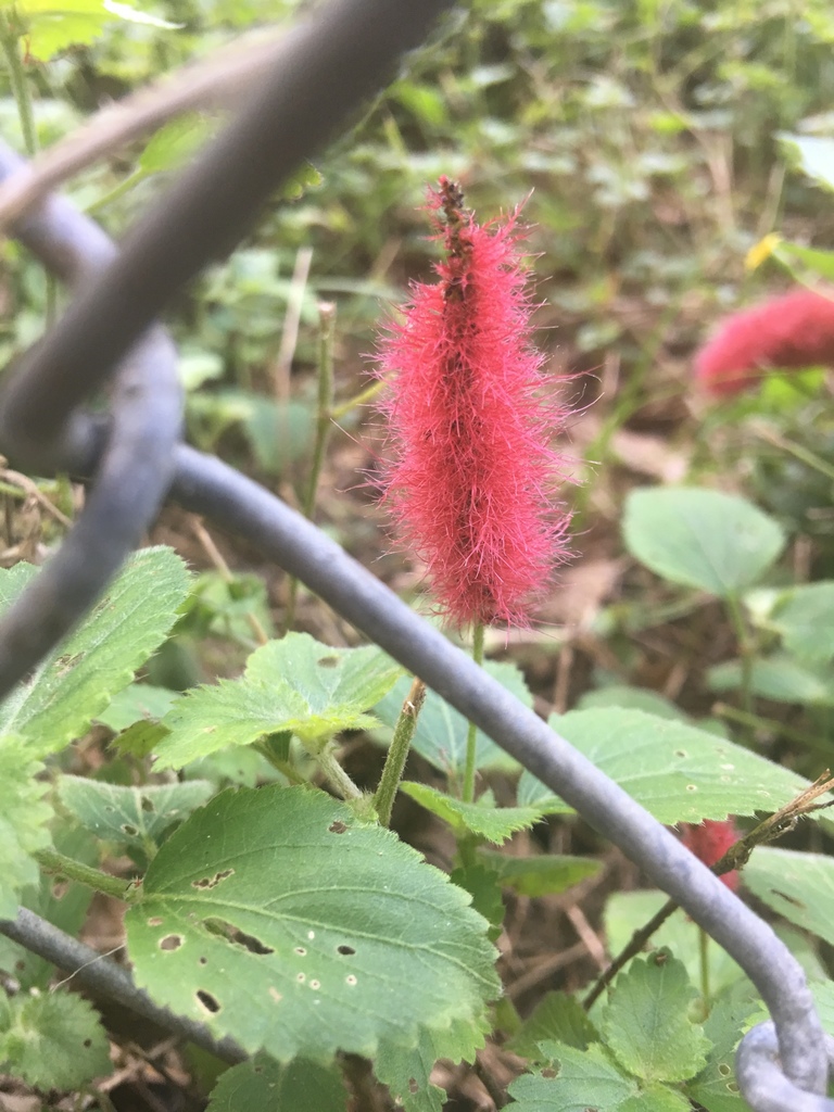 Acalypha herzogiana