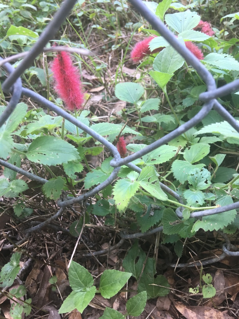 Acalypha herzogiana 2