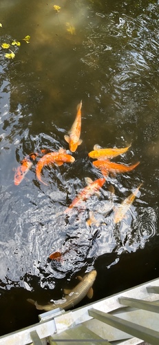 Amur Carp, photo 7 of 9