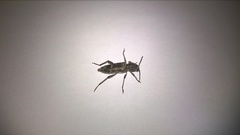 Xylotrechus smei