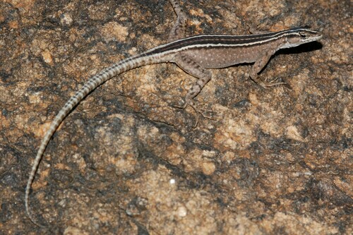 Augrabies Flat Lizard