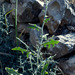 Lactuca orientalis - Photo 由 Ron Frumkin 所上傳的 (c) Ron Frumkin，保留部份權利CC BY-NC