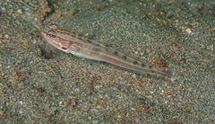 East Indies Siltgoby photo 2