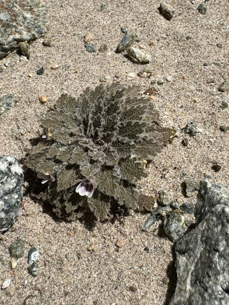 Viola joergensenii