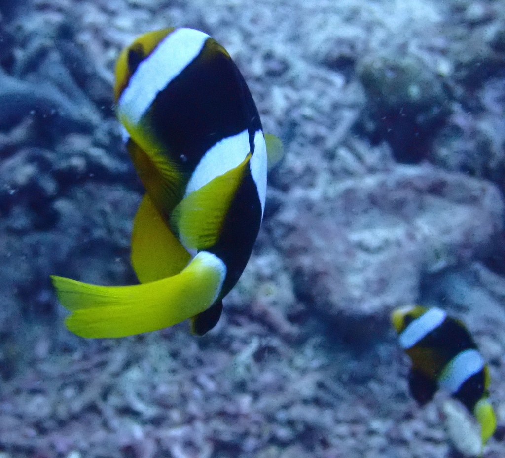 Yellowtail clownfish