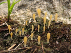 Multiclavula vernalis