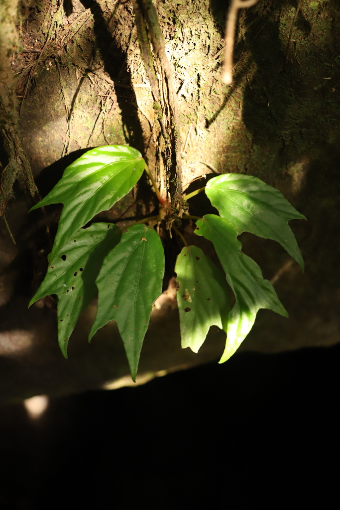 Begonia fluvialis