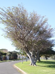 Ficus natalensis natalensis
