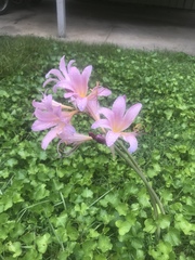 Lycoris squamigera