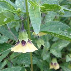 Physalis longifolia subglabrata