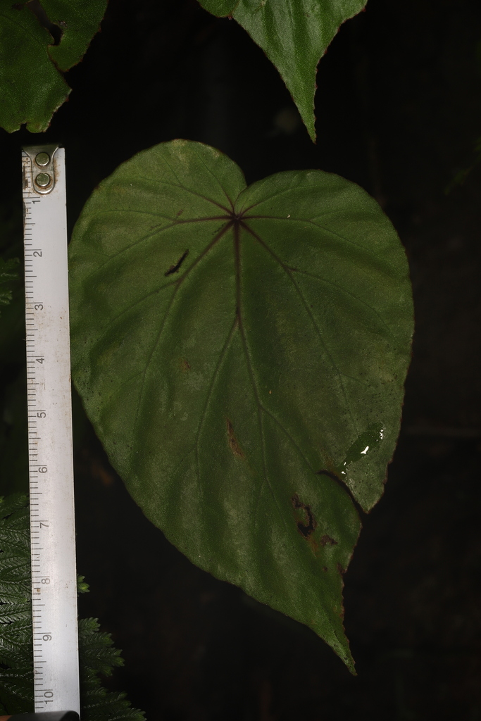 Begonia stictopoda