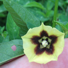 Physalis longifolia subglabrata