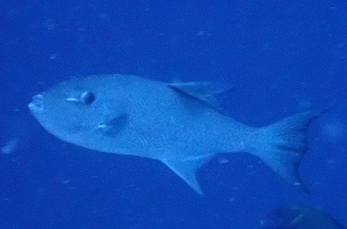 Oceanic Triggerfish