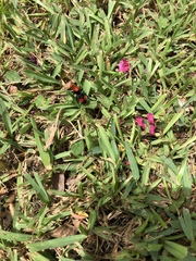 Dasymutilla occidentalis