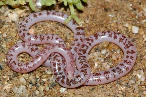 Schinz's Beaked Blind Snake