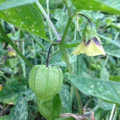 Physalis longifolia subglabrata
