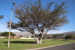 Ficus natalensis natalensis