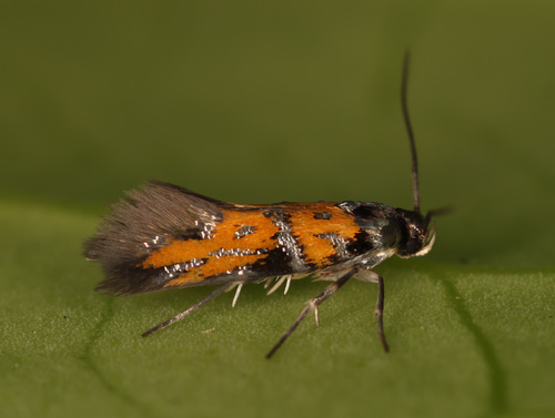 Spinach moth, photo 3 of 7