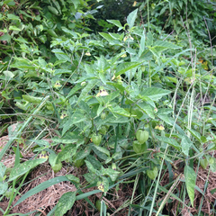 Physalis longifolia subglabrata