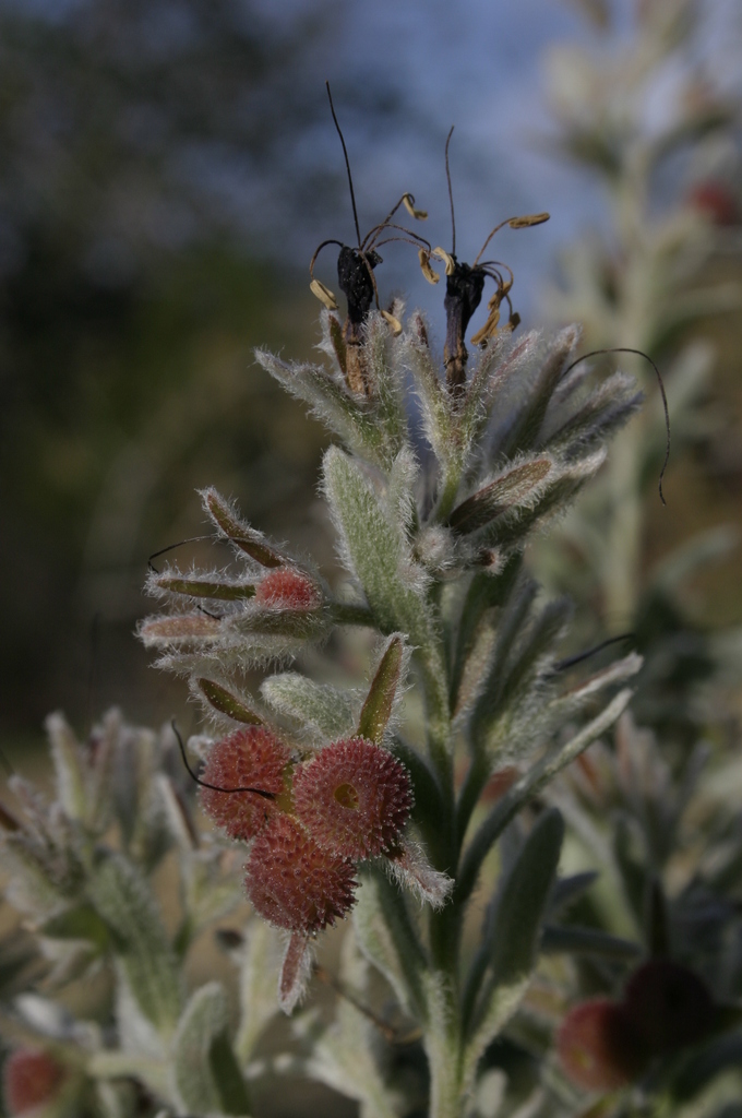 Solenanthus lanatus