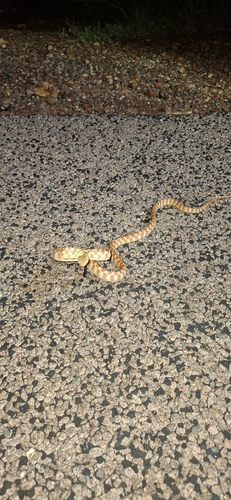 Brown Tree Snake sighting