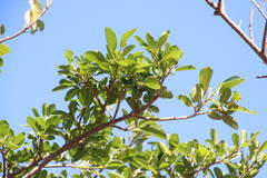 Ficus natalensis natalensis