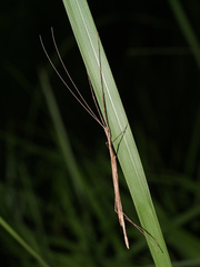 Sipyloidea larryi