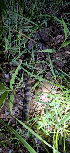 Black-headed Python sighting