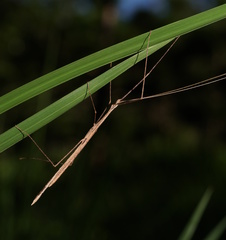 Sipyloidea larryi